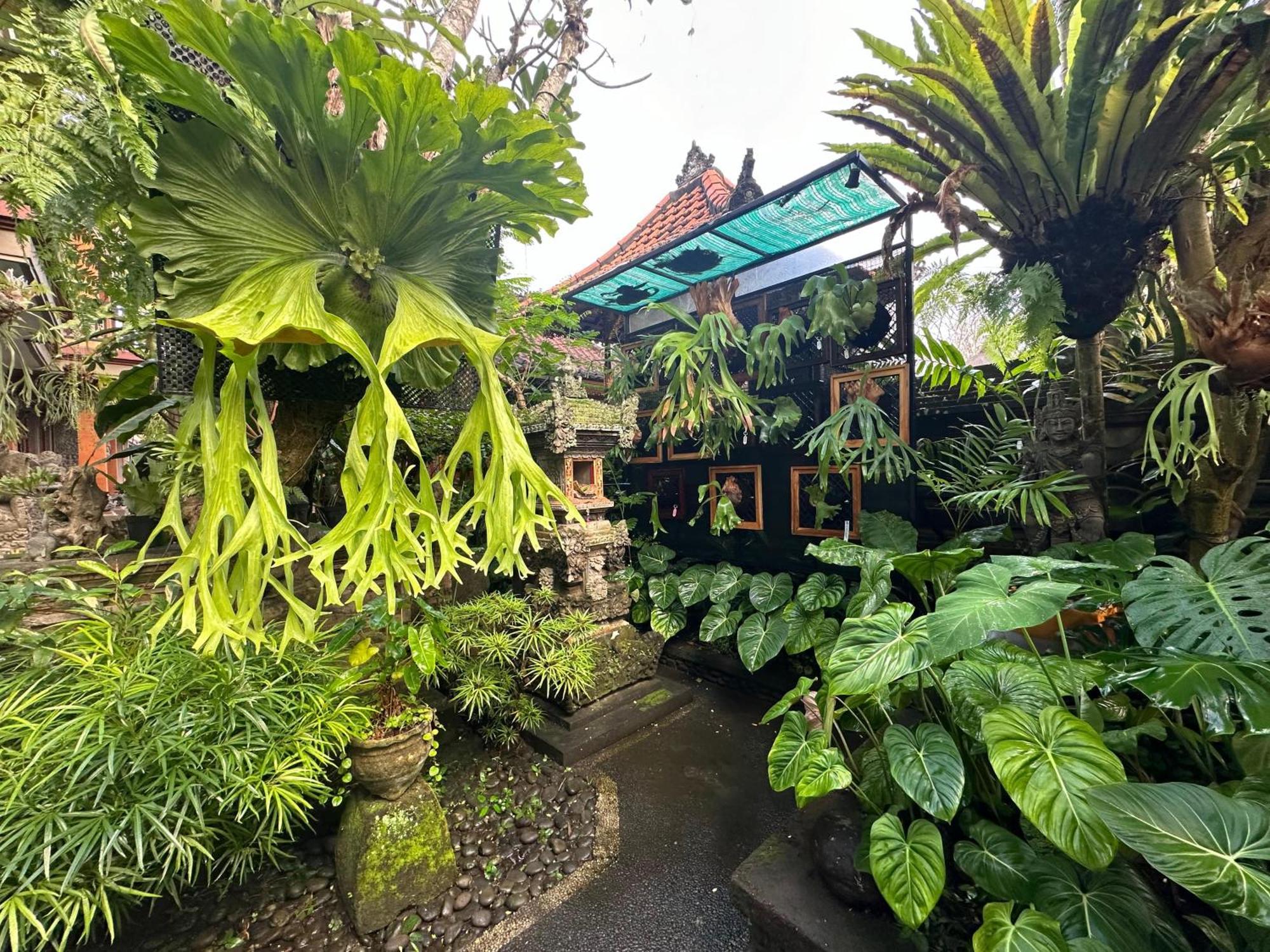 Naeera Guest House Ubud Exteriér fotografie